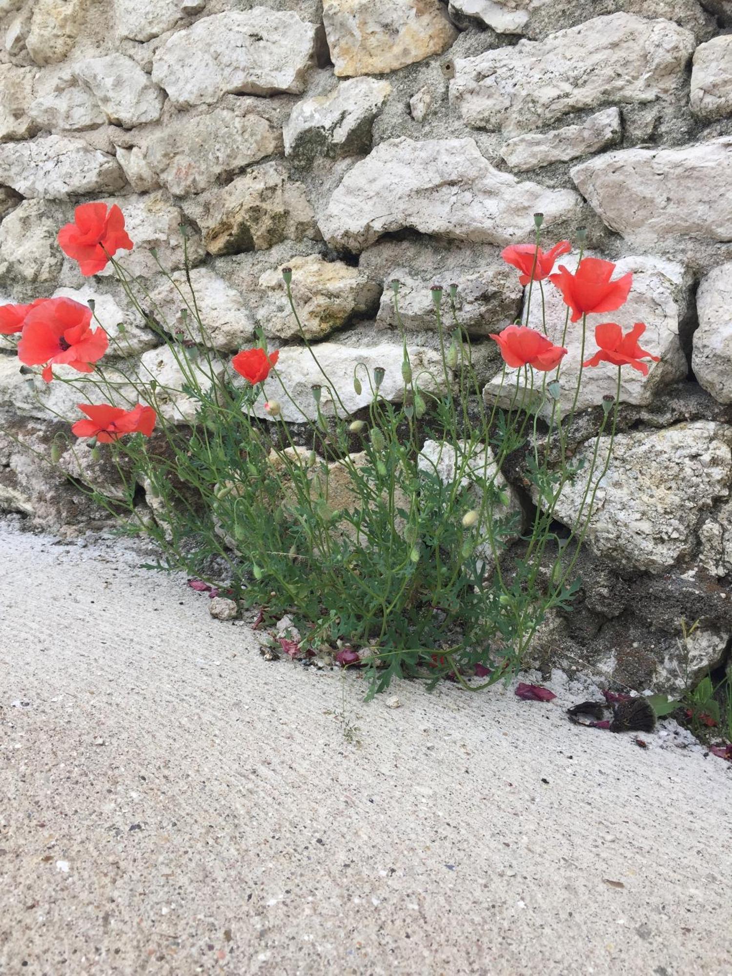 Un Figuier Dans Notre Jardin Villa Beaune-la-Rolande Room photo