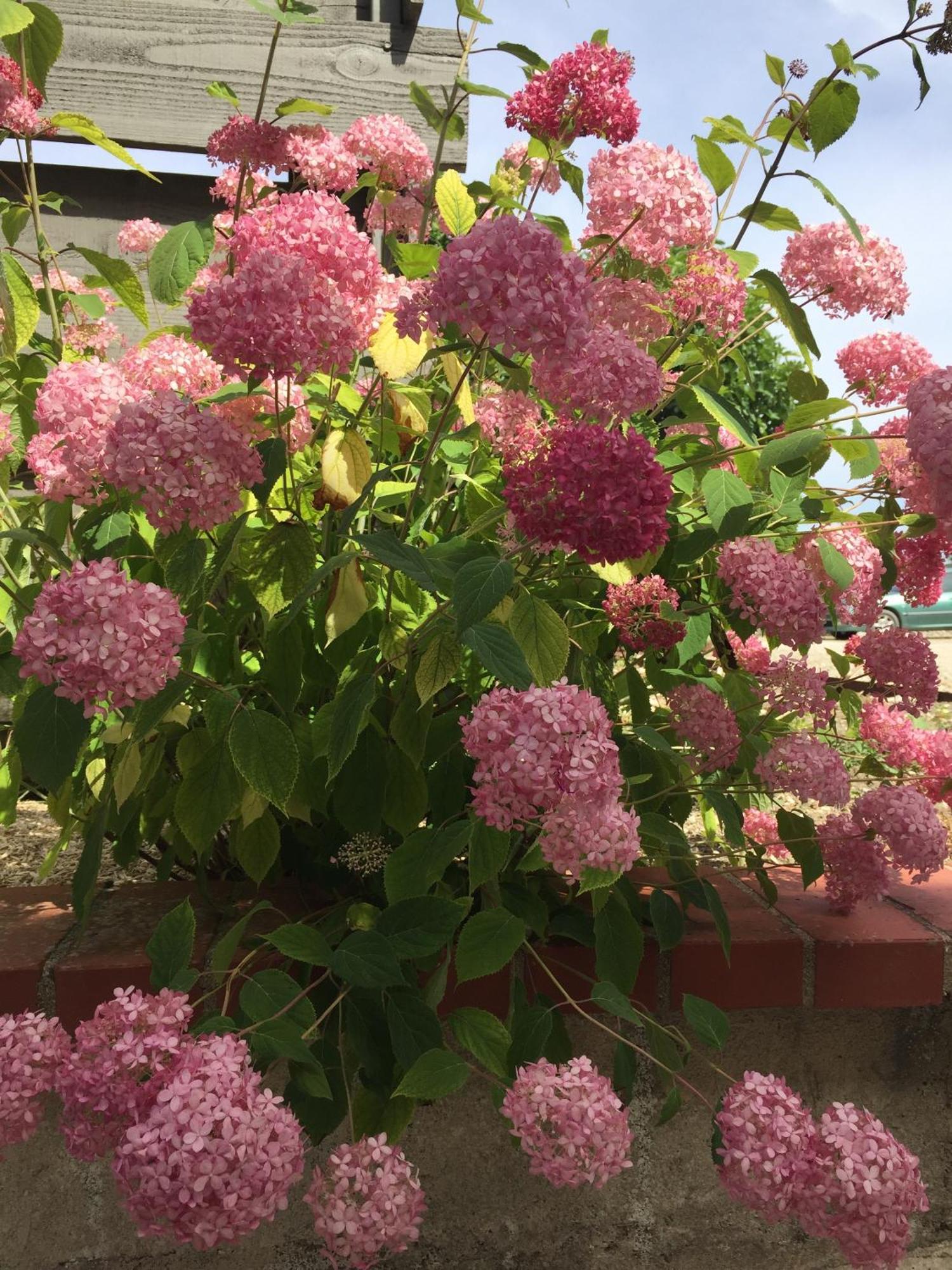 Un Figuier Dans Notre Jardin Villa Beaune-la-Rolande Room photo